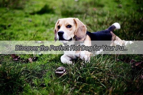 Discover the Perfect Hot Dog for Your Pup A TailWagging Guide to Canine Cuisine